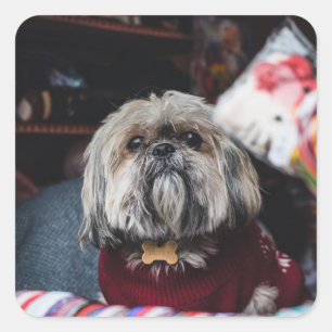 Adesivo Quadrado Cute lhasa apso cachorrinho no Natal b