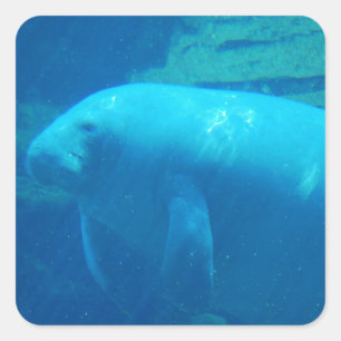 Adesivo Quadrado Cute Manatee