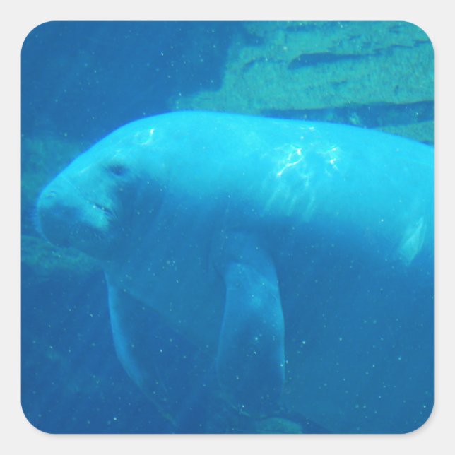 Adesivo Quadrado Cute Manatee (Frente)