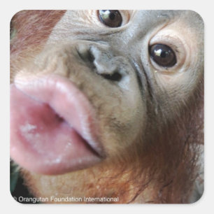 Adesivo Quadrado Cute Orangutan Baby Kiss