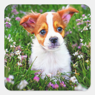 Adesivo Quadrado Cute Puppy no campo de flores