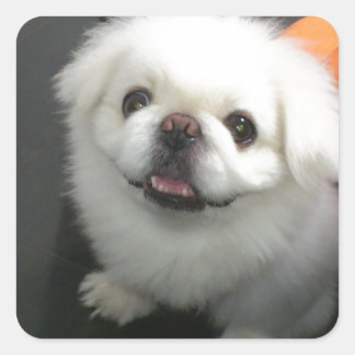 Adesivo Quadrado Cute shih tzu olhando para a câmera