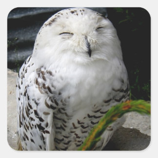 Adesivo Quadrado Cute Snowy Owl