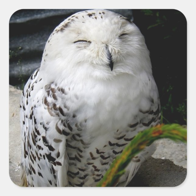 Adesivo Quadrado Cute Snowy Owl (Frente)
