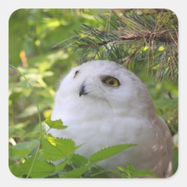 Adesivo Quadrado Cute Snowy Owl