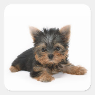 Adesivo Quadrado Cute Yorkshire Terrier Puppy