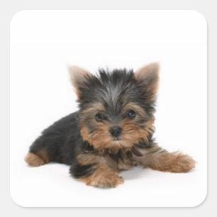 Adesivo Quadrado Cute Yorkshire Terrier Puppy