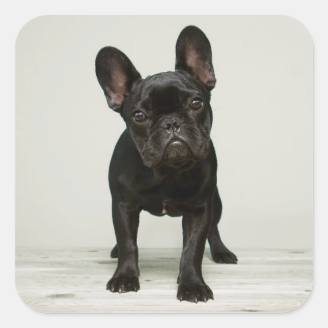 Adesivo Quadrado Cutppy Buldogue Francês Mais Pobre (Frente)