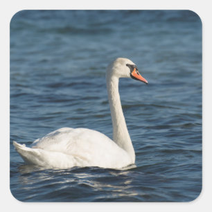 Adesivo Quadrado Cygnus branco