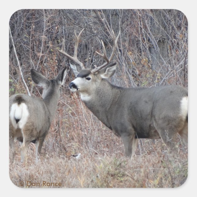 Adesivo Quadrado D29 Mule Deer Buck and Doe (Frente)