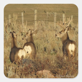 Adesivo Quadrado D30 Mule Deer Bucks
