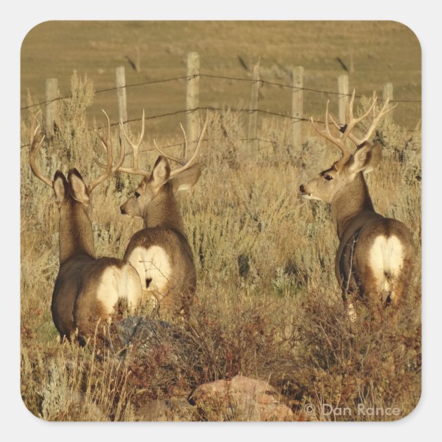 Adesivo Quadrado D30 Mule Deer Bucks (Frente)