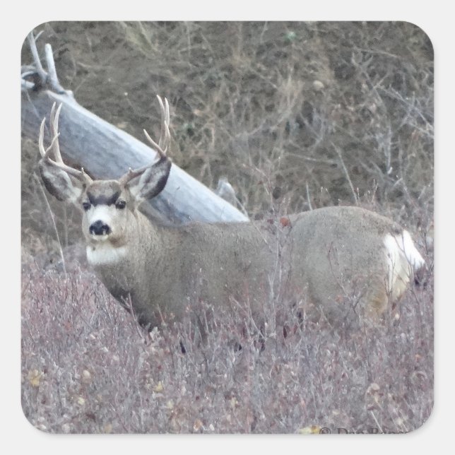 Adesivo Quadrado D32 Mule Deer Buck (Frente)