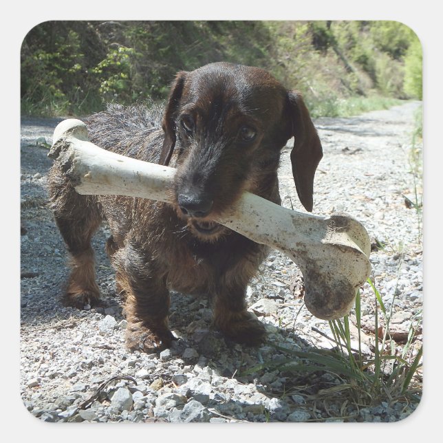 Adesivo Quadrado Dachshund (Frente)