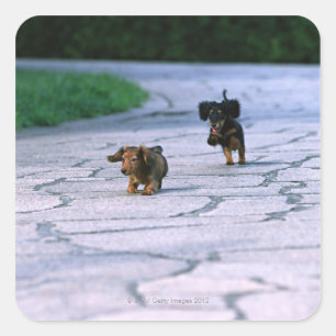 Adesivo Quadrado Dachshund diminuto 3