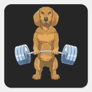 Adesivo Quadrado Dachshund Weightlifting Deadlift Fitness Gym