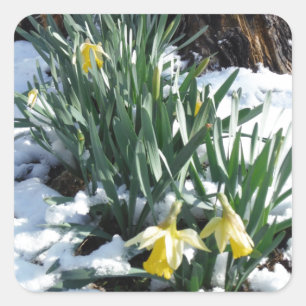 Adesivo Quadrado Daffodilos amarelos na neve