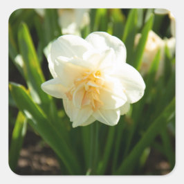 Adesivo Quadrado Daffodilos brancos grandes em um primavera dia