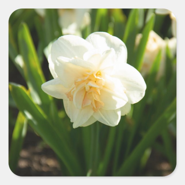 Adesivo Quadrado Daffodilos brancos grandes em um primavera dia (Frente)