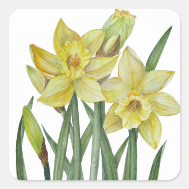 Adesivo Quadrado Daffodils De Aquarela Ilustração De Retrato De Flo (Frente)