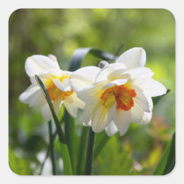 Adesivo Quadrado Daffodils fodils fodils primavera
