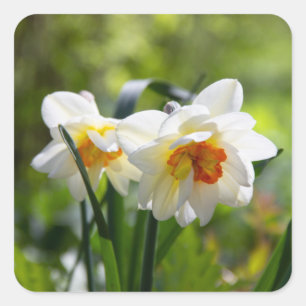 Adesivo Quadrado Daffodils fodils fodils primavera