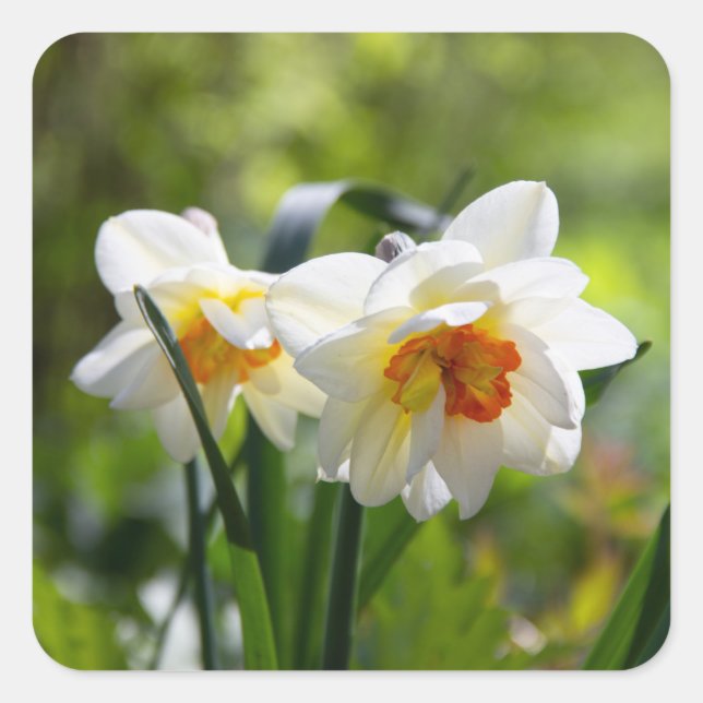 Adesivo Quadrado Daffodils fodils fodils primavera (Frente)