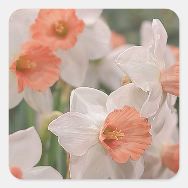 Adesivo Quadrado Daffodils Peach (Frente)