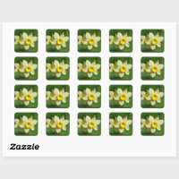 Daffodils Primavera amarelo