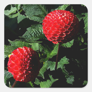 Adesivo Quadrado Dahlia Irish Glow #1-2 Stickers