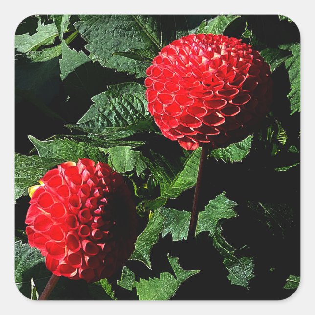 Adesivo Quadrado Dahlia Irish Glow #1-2 Stickers (Frente)