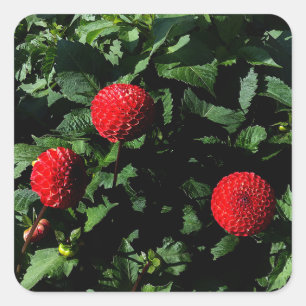 Adesivo Quadrado Dahlia Irish Glow #1 Stickers