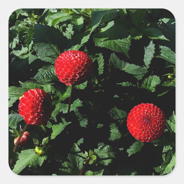 Adesivo Quadrado Dahlia Irish Glow #1 Stickers (Frente)