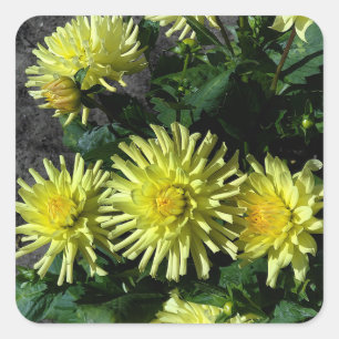 Adesivo Quadrado Dahlia Lakeview - Brilho #1