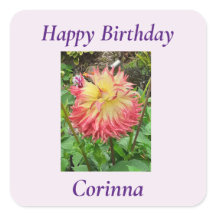 Dahlia Rosa e Amarelo