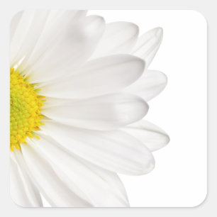 Adesivo Quadrado Daisies Personalizadas de Fundo de Daisy Flower Br