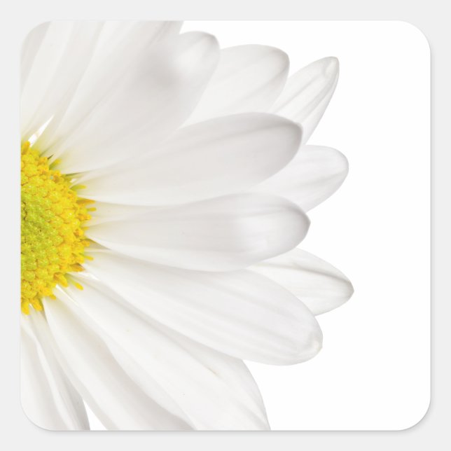 Adesivo Quadrado Daisies Personalizadas de Fundo de Daisy Flower Br (Frente)