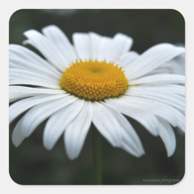 Adesivo Quadrado Daisy - Enfrentar (Frente)