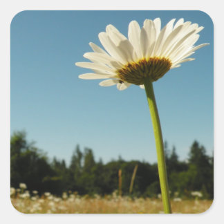 Adesivo Quadrado Daisy Field Sticker