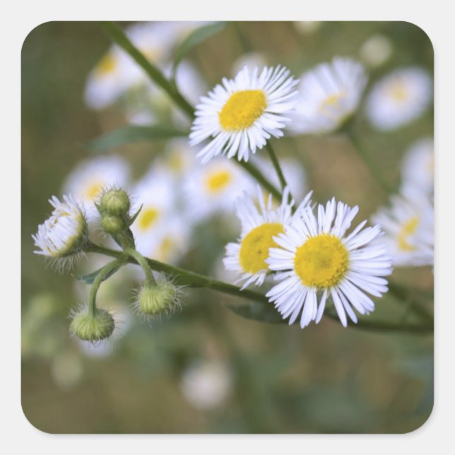 Adesivo Quadrado Daisy Fleabane Wildflower Stickers (Frente)