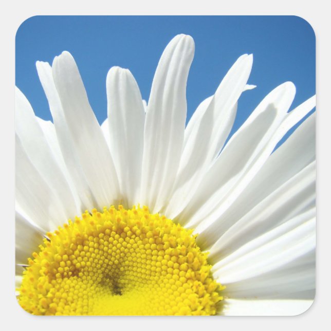 Adesivo Quadrado Daisy Flower Stickers personalizado Adicionar o se (Frente)
