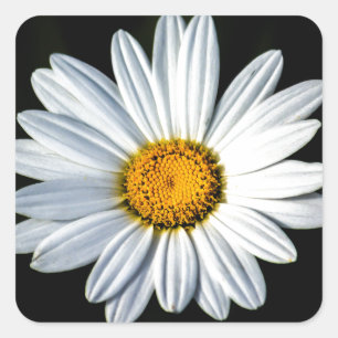 Adesivo Quadrado Daisy Mae Sticker
