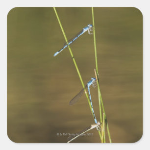 Adesivo Quadrado Damselflies de acoplamento