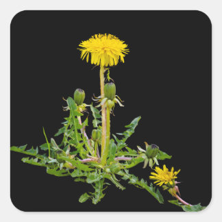 Adesivo Quadrado Dandelion florescendo