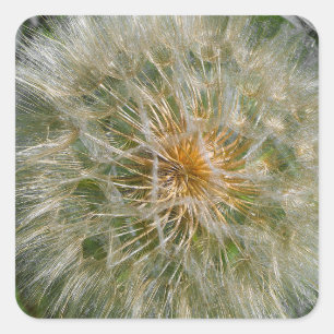 Adesivo Quadrado Dandelion Flower