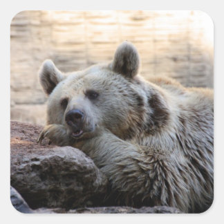 Adesivo Quadrado Daydreaming Bear Stickers