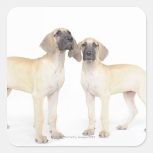 Adesivo Quadrado de lado a lado, grupo pequeno de animais, unidade