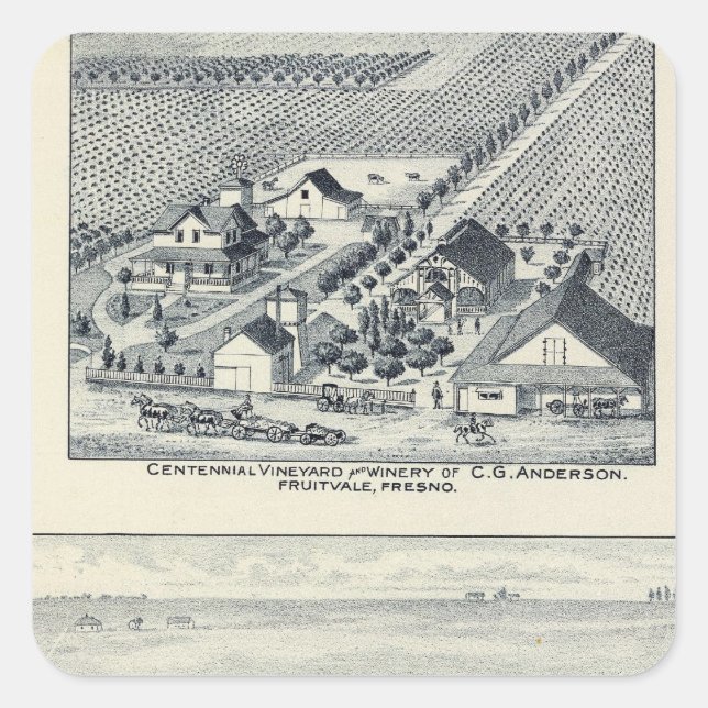 Adesivo Quadrado Deardorff e vinhedos centenários, Califórnia (Frente)