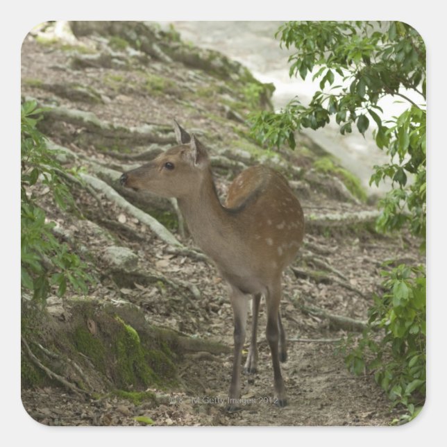 Adesivo Quadrado Deer (Frente)