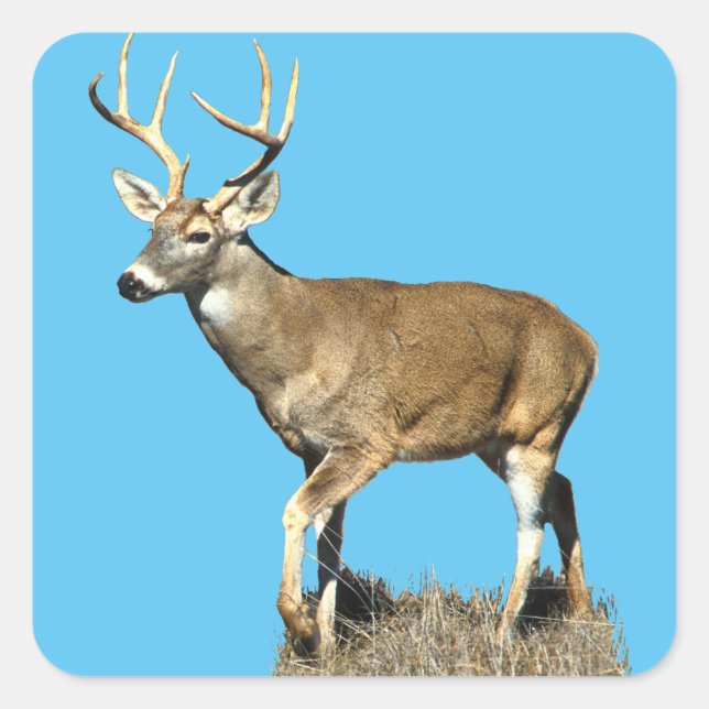 Adesivo Quadrado Deer Buck Branco (Frente)